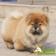 防治狗狗被壁虱咬