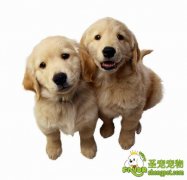 护卫成犬与幼犬的选择方法