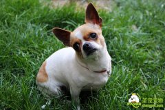 训练狗狗胆量的方法