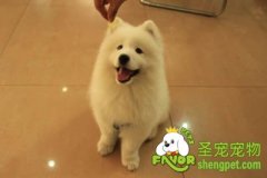 狗狗“电话铃响通知家人”的调教与训练