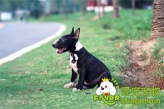 给狗狗注射疫苗需要注意的事项