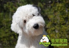 给古代牧羊犬挑玩具的方法