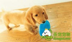 训练小型犬的四种方法