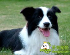 训练边境牧羊犬“立停”动作