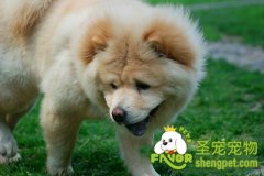 自制狗狗营养餐之牛肉蔬菜饭