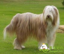 弓形虫是怎么传染的