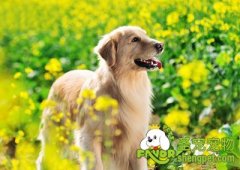 训练狗狗不乱吃的方法