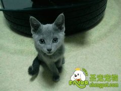 对付猫咪不爱喝水的方法