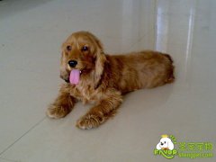 小狗小麦胚芽饼干的制作方法