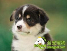 航空箱的五点要求