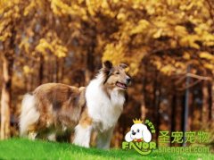 狗狗“飞跃障碍”的调教和训练