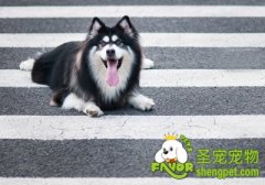 狗狗“凭气味取物”的调教与训练