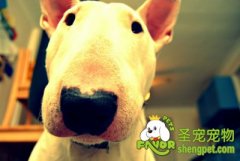 训练牛头梗注意力集中的方法