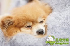 怎样照顾妊娠犬