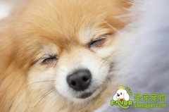 注意留心狗狗的小脚丫