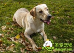 训练拉布拉多犬的注意事项