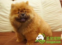 给狗狗发号命令需注意四点