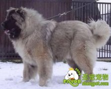 适合高加索犬磨牙的工具