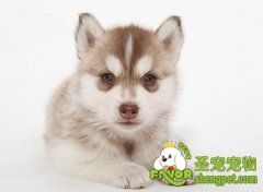 自制狗狗清淡美食酸奶拌饭