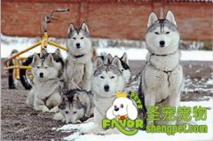 做好母犬接产的准备工作