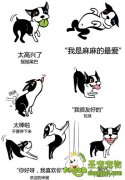 狗狗的喜怒哀乐