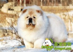 松狮犬游戏训练方法