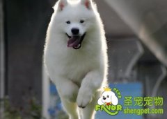 让狗狗不怕打雷声的方法