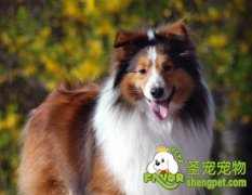 训练宠物狗吃饭端正的的方法