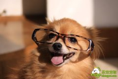 自制狗狗散热板