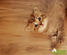 给猫咪剃毛的六个小提示