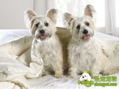 教您如何选购幼犬