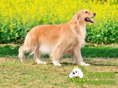 训练金毛犬握手的方法