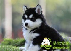 留狗在家应该挑选的玩具