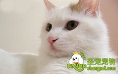 防止猫咪脱毛的方法