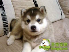 潮湿天储存狗粮的方法