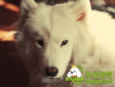 训练狗狗散步跟紧你的方法