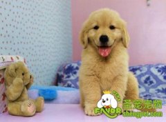 金毛幼犬最佳训练时间