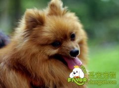 训练狗狗跳跃的方法