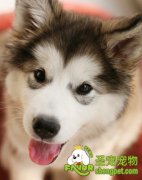 自己动手制作狗咬胶