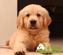 剪短狗狗脚毛可以保持清洁