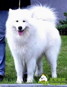 犬肠道寄生虫病的预防和治疗