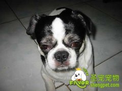 犬的鞭虫病的诊断和治疗