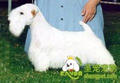 如何看狗狗是否属于理想的标准