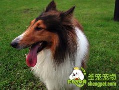 带狗狗散步最佳时间和次数