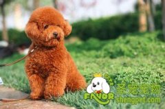 训练泰迪犬紧跟主人