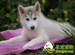 怎样训练幼犬哈士奇随行