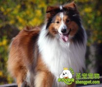 自制狗狗营大餐之翡翠肉片汤