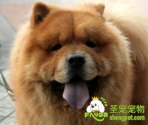 自制狗狗营大餐之三文鱼牛肉拌饭