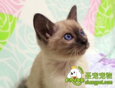 帮暹罗猫减肥的方法