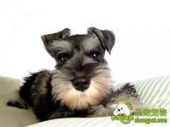 犬肺吸虫病和犬肝吸虫病的防治